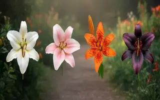 تست شخصیت شناسی : با انتخاب یک گل بفهمید چقدر به سادگی زندگی اهمیت می دهید!