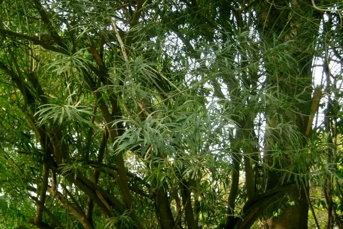 خواص بینظیر برگ درخت مسواک  پزشک بیابان که عاشق نمک است