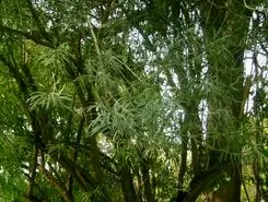 خواص بینظیر برگ درخت مسواک  پزشک بیابان که عاشق نمک است