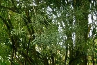 خواص بینظیر برگ درخت مسواک  پزشک بیابان که عاشق نمک است