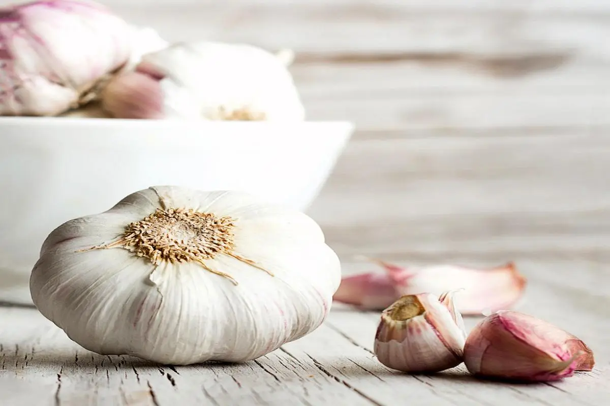 ترفند جادویی درست نگهداری طولانی مدت سیر در خانه؛ چگونه سیر تازه را در فریزر نگه داریم؟