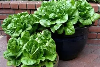 آموزش کاشت کاهو در گلدان + روش نگهداری