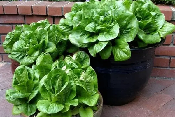 آموزش کاشت کاهو در گلدان + روش نگهداری