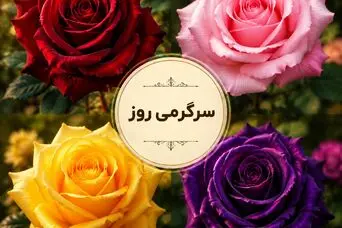 یک گل رز انتخاب کنید! شخصیت شما در عشق این‌گونه است