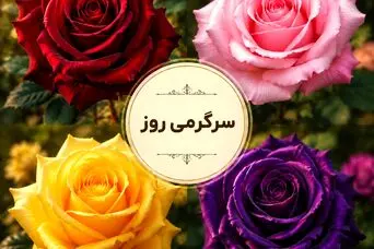یک گل رز انتخاب کنید! شخصیت شما در عشق این‌گونه است