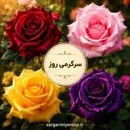 یک گل رز انتخاب کنید! شخصیت شما در عشق این‌گونه است