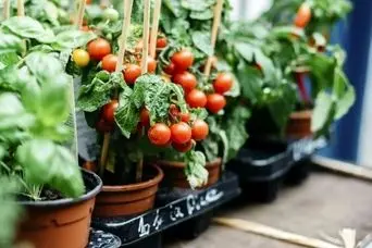 آموزش کاشت گوجه گیلاسی در گلدان