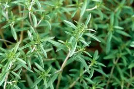 این گیاه خاصیت ضد التهابی،ضد اکسیدانی و ضد التهابات دستگاه گوارش است