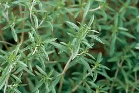 این گیاه خاصیت ضد التهابی،ضد اکسیدانی و ضد التهابات دستگاه گوارش است