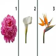 تست شخصیت شناسی: با انتخاب یک گل بفهمید کیفیت برایتان مهم است یاکمیت؟