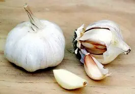 این صیفی به عنوان یک آنتی بیوتیک استفاده میشود 
