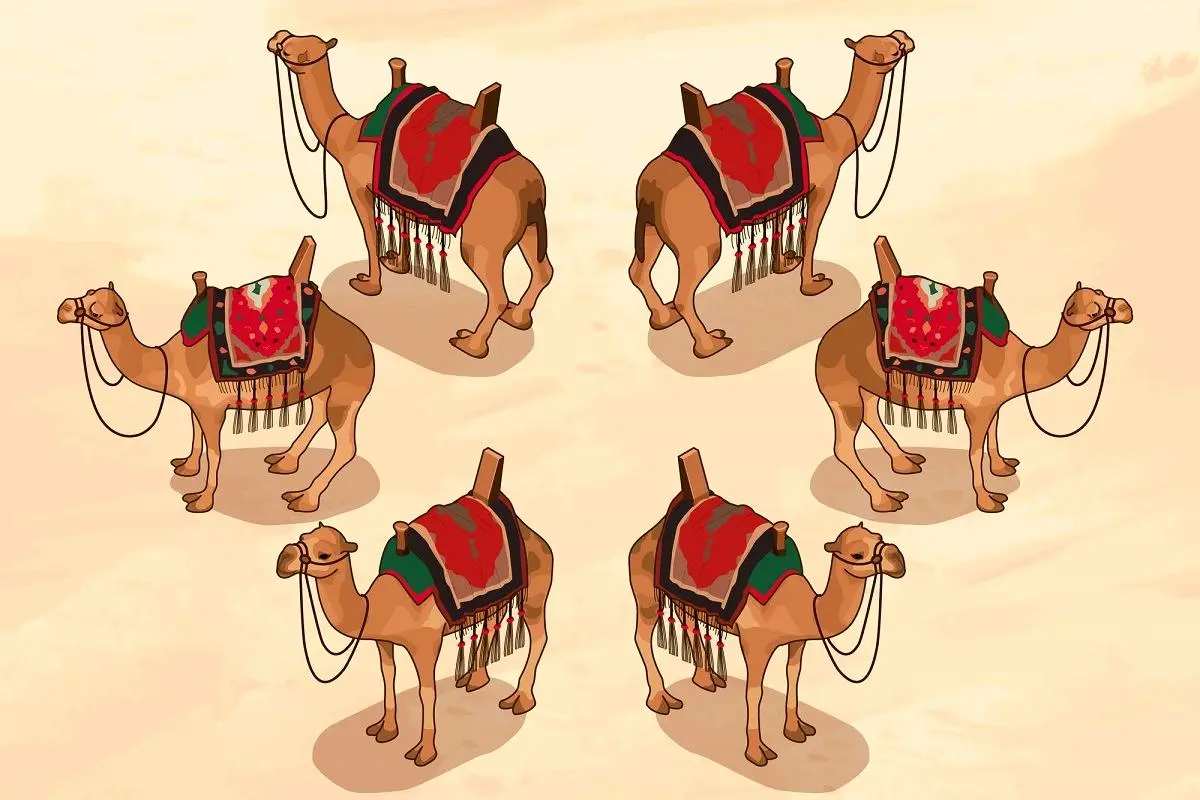 حکایت جذاب تقسیم هفده شتر بین سه برادر توسط حضرت علی (ع )