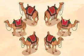 حکایت جذاب تقسیم هفده شتر بین سه برادر توسط حضرت علی (ع )