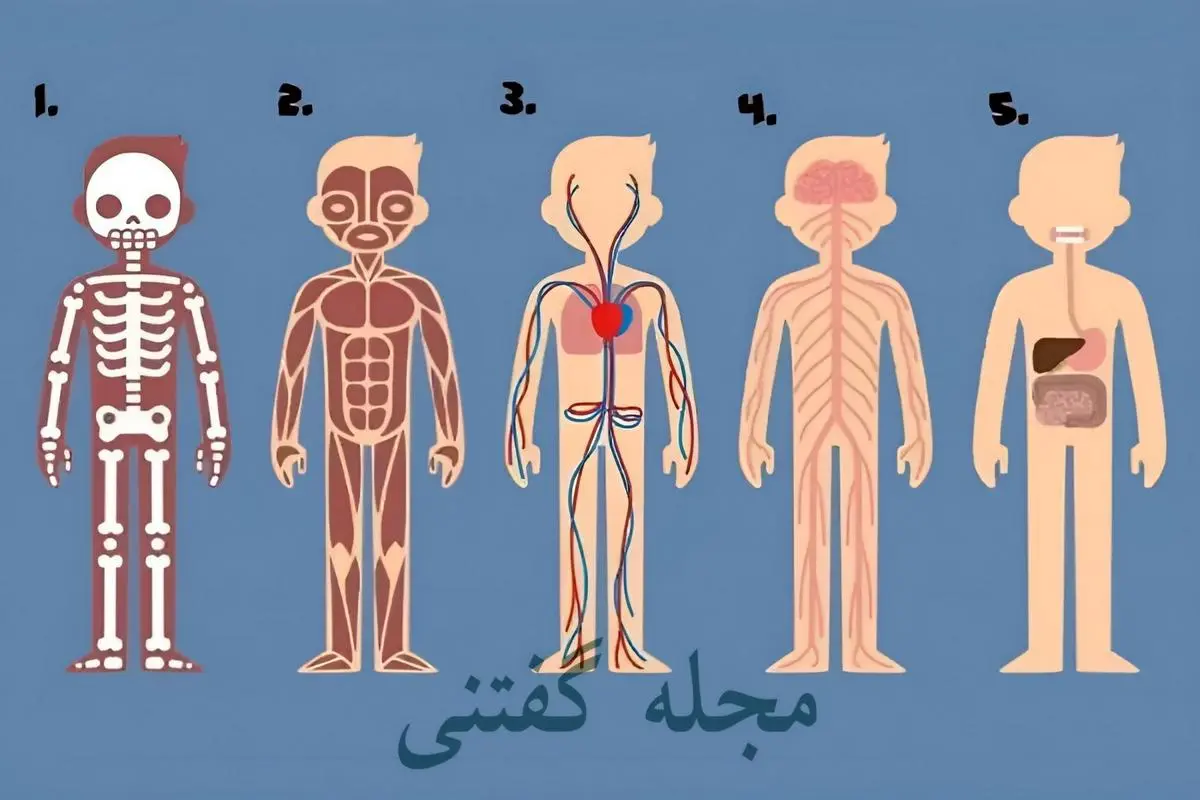 تست شخصیت شناسی | به نظر شما کجای بدن نقش حیاتی تری داره؟ جواب به این تست کمک میکنه زندگی تو تغییر بدی