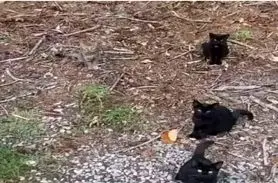 بازی فکری:  گربه چهارم رو فقط اونایی که ضریب هوشی در حد انیشتین دارن می تونن ببینن!