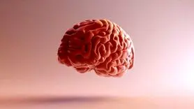 بمب‌های ویتامینی برای تقویت مغز! | با این مواد غذایی هرگز آلزایمر نمی‌گیرید
