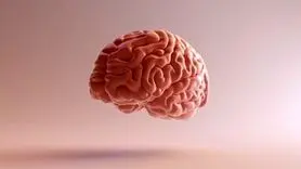 بمب‌های ویتامینی برای تقویت مغز! | با این مواد غذایی هرگز آلزایمر نمی‌گیرید