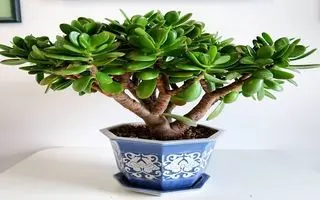 این گیاه مسکن طبیعی و تقویت‌کننده حافظه سرشار از ویتامین C و منگنز است