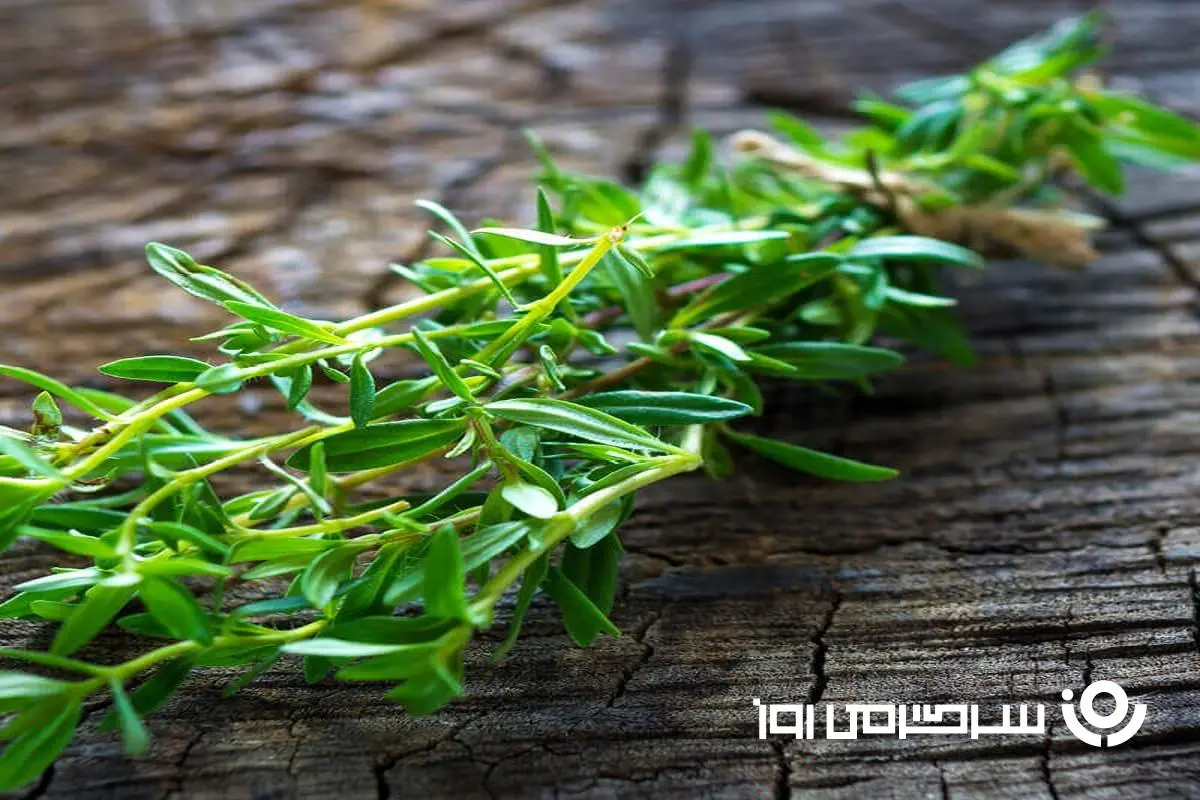 این گیاه تند و تابستانی به کار سلامت شما می آید!