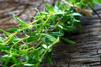 این سبزی ارزان را هر روز بخورید؛ خداحافظی با ریزش مو و بیماری‌های کبد و کلیه!