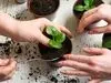 میخوای رشد گیاهان آپارتمانیت دو برابر شه؟ | با این ترفند رشد گیاهات زیاد میشه
