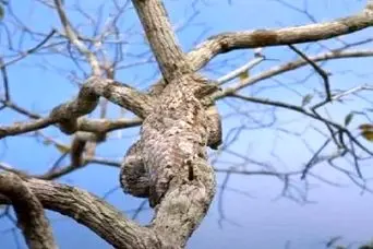 بازی فکری:پرنده پنهان روی درخت را در کمتر از ۸ ثانیه پیدا کنید و ثابت کمید تیزبین هستید