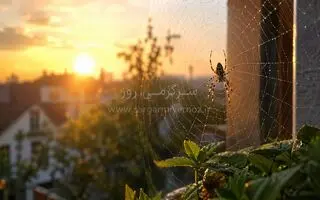 اگر اول صبح عنکبوت دیدید، این پیام را جدی بگیرید! | دیدن عنکبوت در خانه نشانه چیست؟