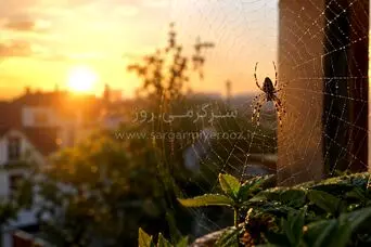 اگر اول صبح عنکبوت دیدید، این پیام را جدی بگیرید! | دیدن عنکبوت در خانه نشانه چیست؟