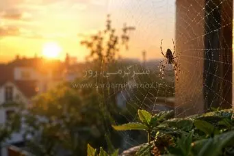 اگر اول صبح عنکبوت دیدید، این پیام را جدی بگیرید! | دیدن عنکبوت در خانه نشانه چیست؟