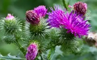 این گیاه شفابخش سموم کبد را دفع و سلامت آن را تضمین می‌کند