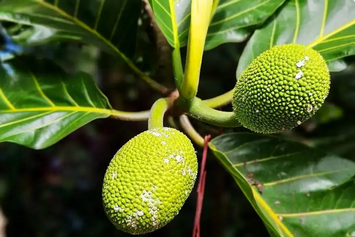 میوه نان؛ میوه گرمسیری که به آرد و نان و چیپس تبدیل میشود ؛میوهای کمیاب و شگفتانگیز در چند محله قدیمی تهران