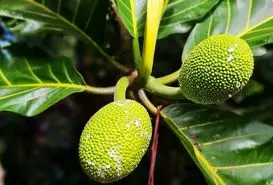 میوه نان؛ میوه گرمسیری که به آرد و نان و چیپس تبدیل میشود ؛میوهای کمیاب و شگفتانگیز در چند محله قدیمی تهران