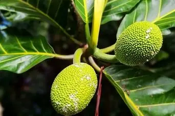 میوه نان؛ میوه گرمسیری که به آرد و نان و چیپس تبدیل می‌شود ؛میوه‌ای کمیاب و شگفت‌انگیز در چند محله قدیمی تهران