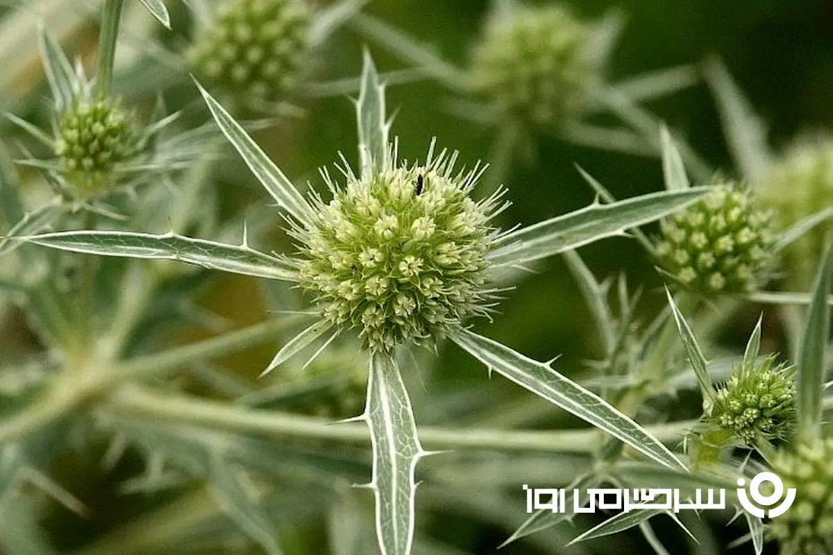 این گیاه طبیعی آسپرین طبیعی است /  رقیق کردن خون و حفظ سلامت قلب با این گیاه