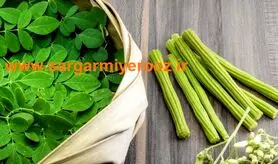 خواص جادویی گیاه مورینگا برای سلامتی | منبع انواع آنتی اکسیدان و تنظیم کننده قند خون