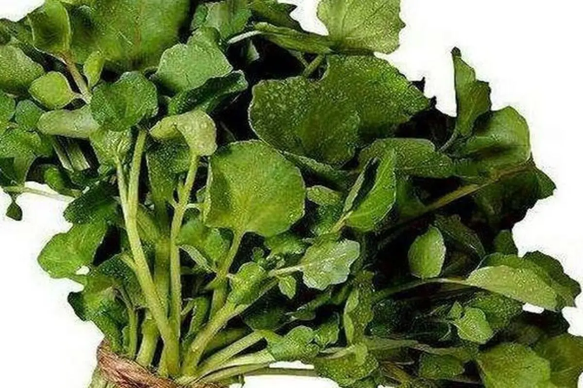 این سبزی باستانی، بمب ویتامین است | این سبزی بیشتر از پرتقال ویتامین C دارد