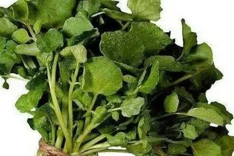 این سبزی باستانی، بمب ویتامین است | این سبزی بیشتر از پرتقال ویتامین C دارد