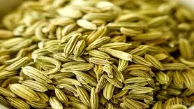 این گیاه صرفاً برای رفع مشکلات زنان و بهبود عملکرد رحم، تخمدان است