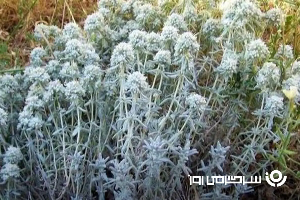 خواص بی نظیر کلپوره(مریم نخودی) که تا حالا از آن بی خبر بوده ایم