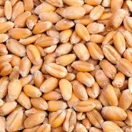 استخوان های فولادی، روده نو و سالمو یک کیسه صفرای دسته اول با مصرف این دانه در یک وعده غذایی