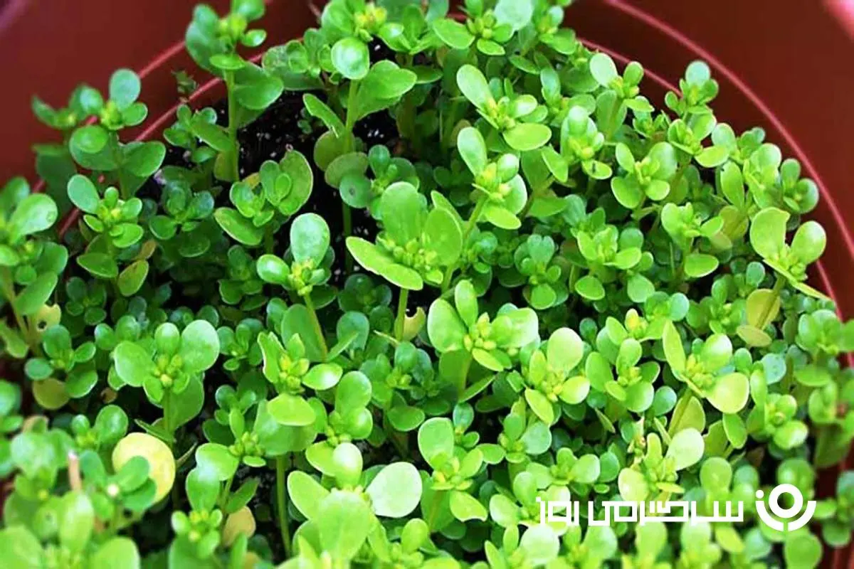 یک دنیا خواص در یک برگ گیاه خرفه ؛ از درمان تا زیبایی و لاغری