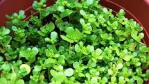 یک دنیا خواص در یک برگ گیاه خرفه ؛ از درمان تا زیبایی و لاغری