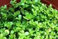 یک دنیا خواص در یک برگ گیاه خرفه ؛ از درمان تا زیبایی و لاغری