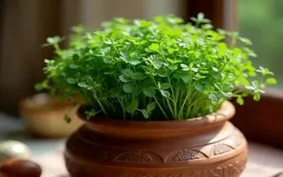 آموزش کاشت سبزه تخم شربتی برای عید نوروز