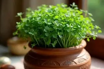 آموزش کاشت سبزه تخم شربتی برای عید نوروز