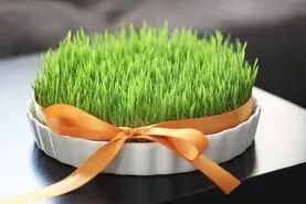 هنوز سبزه عیدتو نکاشتی؟ | نگران نباش کلیک کن تا یک سبزه با رشد 3 روزه بهت آموزش بدن