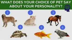 تست شخصیت شناسی | حیوون مورد علاقتو انتخاب کن تا بگم آدم افسره، دل شکسته و یا شاد و سرزنده ای هستی