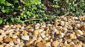 بازی فکری : تا حالا کسی نتونسته تو ۷ ثانیه مارمولک و پیدا کنه!