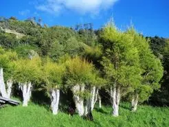 خواص باورنکردنی روغن این درخت برای شما | اگر به خودتان اهمیت میدهید کلیک کنید