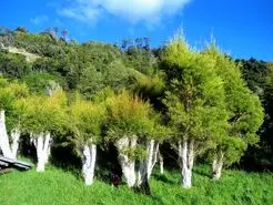 خواص باورنکردنی روغن این درخت برای شما | اگر به خودتان اهمیت میدهید کلیک کنید